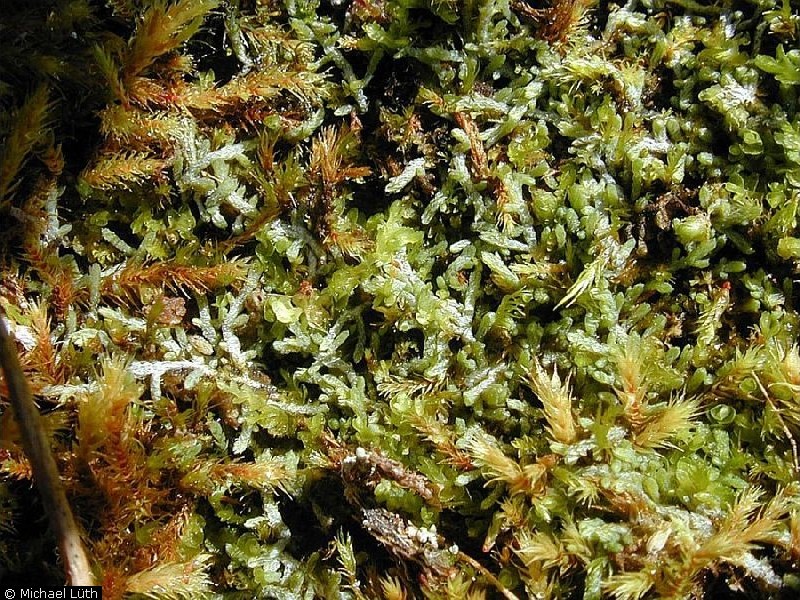 Представитель Семейства Antheliaceae